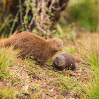 1 Civets and Mongoose